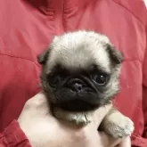 パグ