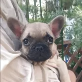 フレンチブルドッグ