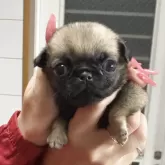 パグ【神奈川県・女の子・2025年9月27日・フォーン】の写真1