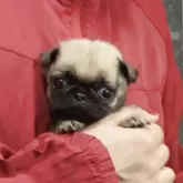 パグ
