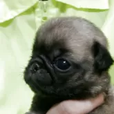 パグ【神奈川県・女の子・2025年9月27日・フォーン】の写真2