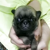 パグ【神奈川県・女の子・2025年9月27日・フォーン】の写真3