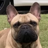 フレンチブルドッグ【神奈川県・女の子・2025年10月25日・ブリンドル】の写真5「父犬」