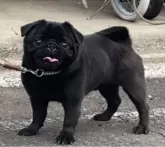 パグ【神奈川県・男の子・2025年8月9日・フォーン】の写真7「母犬」