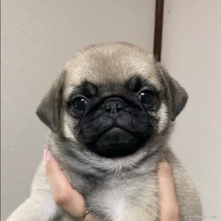 ID:2410-01773の子犬
