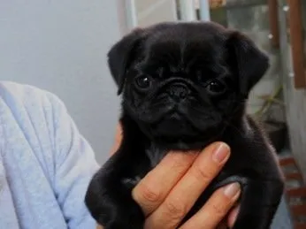 むぎパパ 様のお迎えした子犬