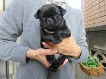 ID：1601-00971の子犬