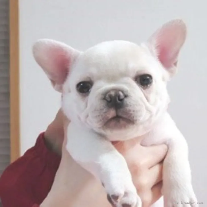 ID:2302-01210の子犬