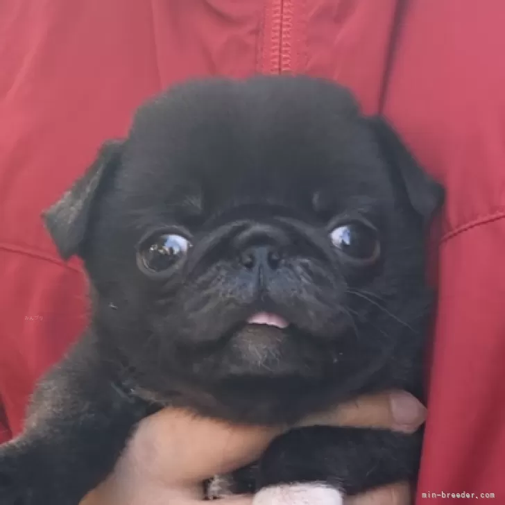 ID:2407-01546の子犬