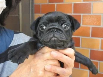 ID：2004-02358の子犬