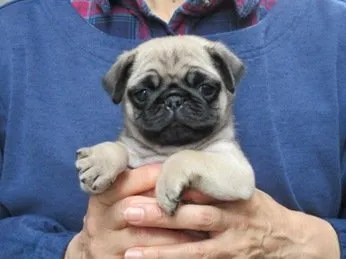 己禄のMamaさん 様のお迎えした子犬