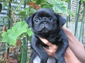 ID：2107-02521の子犬