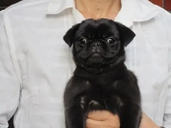 サツキ 様のお迎えした子犬