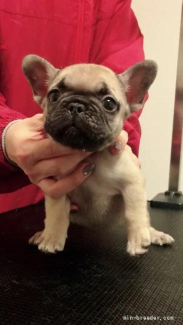 ID:2112-04054の子犬