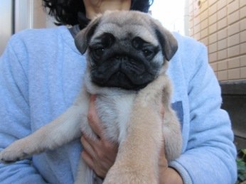 パグ【神奈川県・男の子・2016年11月23日・フォーン】の写真「愛嬌抜群♪良質のパグです☆」