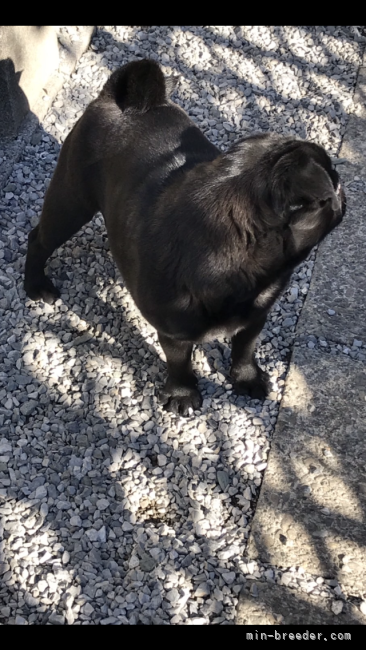 パグ オス ブラック 2021/01/06生まれ 神奈川県 交配犬ID:2212-b0007