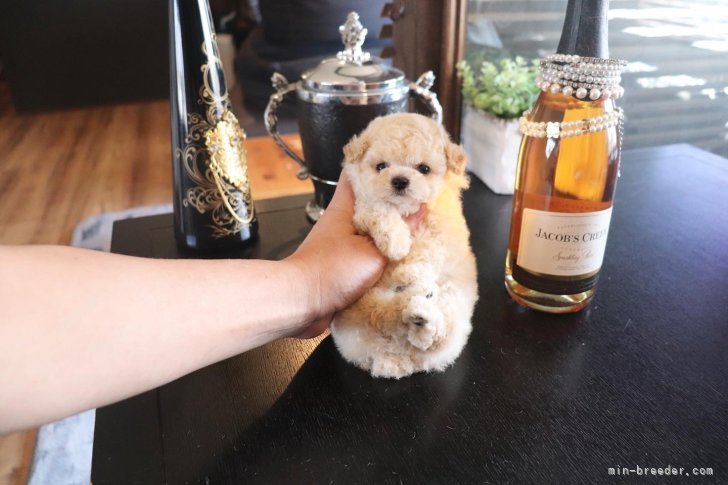 我が家でお迎えしたお客様はずっとサポートしていきます｜戸田　峻敬(とだ　としゆき)ブリーダー(埼玉県・トイプードルなど・JKC登録)の紹介写真10