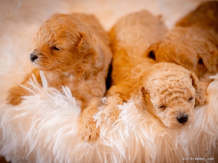 最高の可愛い子をお求めください☆☆☆☆☆｜戸田　峻敬(とだ　としゆき)ブリーダー(埼玉県・トイプードルなど・JKC登録)の紹介写真2