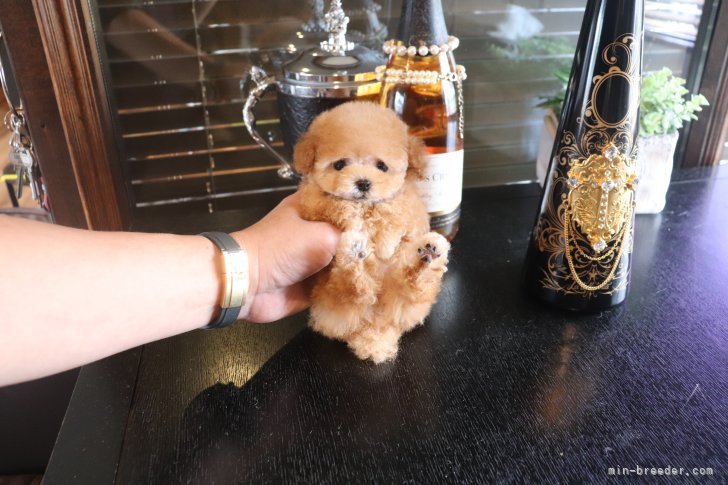本当に可愛い子をお迎えしてほしいから親犬のかけ合わせから考えております。｜戸田　峻敬(とだ　としゆき)ブリーダー(埼玉県・トイプードルなど・JKC登録)の紹介写真9