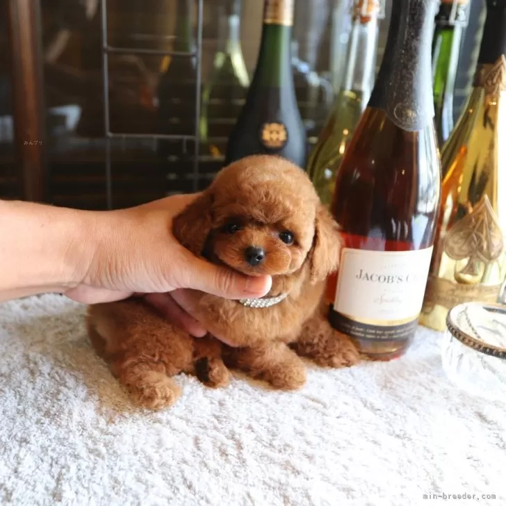 ID：2509-03074の子犬