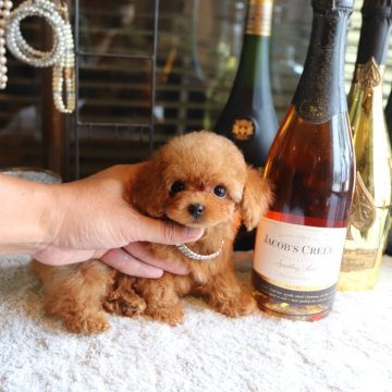 トイプードル(タイニー)【埼玉県・男の子・2025年5月11日・アプリコット】の写真「可愛い男の子」