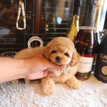 トイプードル(タイニー)【埼玉県・女の子・2025年9月11日・アプリコット】の写真「トイプードル専門の犬舎でございます」