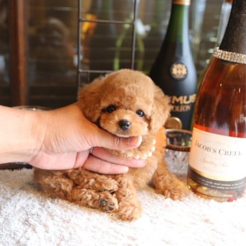 タイニープードル【埼玉県・女の子・2025年7月12日・アプリコット】の写真「トイプードル専門の犬舎でございます♡」