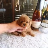 ティーカッププードル