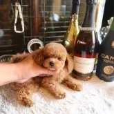 ティーカッププードル