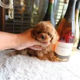 タイニープードル
