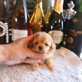 ティーカッププードル