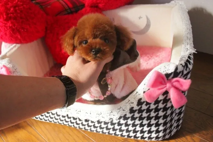 ID：1401-00849の子犬