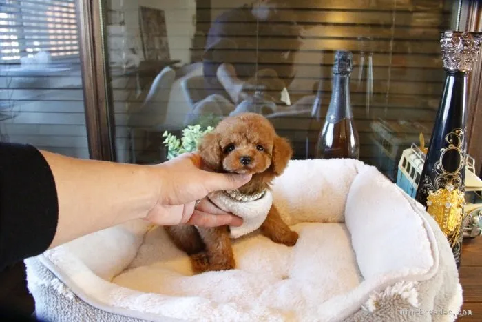 ID：1812-01382の子犬