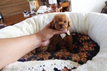トイプードル(タイニー)【埼玉県・男の子・2015年4月13日・レッド】の写真「PRAにはなりません」