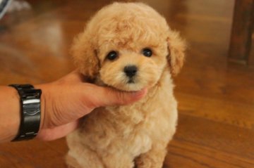 トイプードル(トイ)【埼玉県・男の子・2013年6月1日・アプリコット】の写真「毛巻き、毛量、丸い目の極上の男の子」