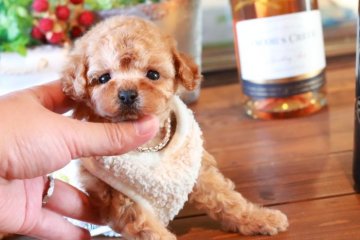 トイプードル(タイニー)【埼玉県・女の子・2019年3月21日・アプリコット】の写真「ふんわり系女の子」