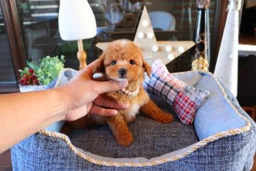 トイプードル(タイニー)【埼玉県・男の子・2019年4月12日・レッド】の写真「可愛い男の子」