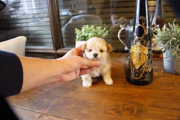 トイプードル(タイニー)【埼玉県・男の子・2018年12月7日・クリーム】の写真「今人気のクリーム☆☆☆」