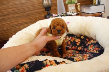 トイプードル(タイニー)【埼玉県・男の子・2015年2月20日・アプリコット】の写真「PRAにはなりません」