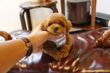 トイプードル(タイニー)【埼玉県・男の子・2015年5月3日・レッド】の写真「PRAにはなりません」