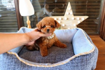 トイプードル(タイニー)【埼玉県・男の子・2019年5月4日・レッド】の写真「モデルクラスの男の子」