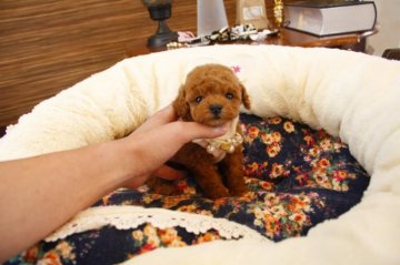 トイプードル(タイニー)【埼玉県・女の子・2015年2月20日・アプリコット】の写真「PRAにはなりません」