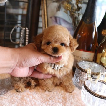 トイプードル(タイニー)【埼玉県・男の子・2024年7月1日・アプリコット】の写真「足の短いドアーフ君♡♡♡」