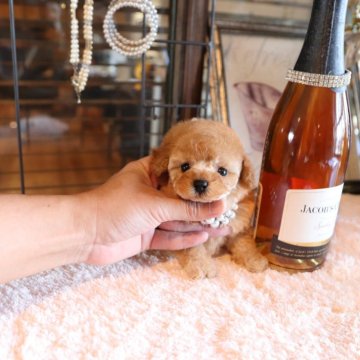 トイプードル(ティーカップ)【埼玉県・男の子・2024年8月26日・アプリコット】の写真「ティーカッププードル」