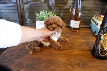 トイプードル(タイニー)【埼玉県・女の子・2018年10月20日・レッド】の写真「可愛い女の子❤️」