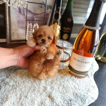 トイプードル(ティーカップ)【埼玉県・女の子・2024年2月3日・アプリコット】の写真「可愛い女の子」