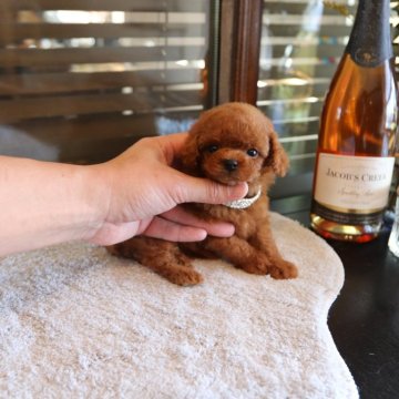 トイプードル(ティーカップ)【埼玉県・男の子・2024年2月3日・レッド】の写真「両親ティーカップサイズです」