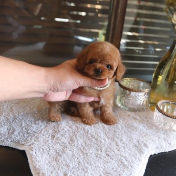 トイプードル(ティーカップ)【埼玉県・男の子・2024年2月3日・レッド】の写真「可愛い男の子」