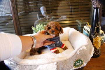 トイプードル(タイニー)【埼玉県・女の子・2018年10月13日・レッド】の写真「ふわもこ女の子☆☆☆✳︎」