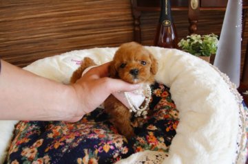 トイプードル(タイニー)【埼玉県・女の子・2015年2月14日・レッド】の写真「PRAにはなりません」